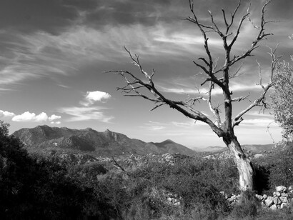 Poesía. La naturaleza y las letras