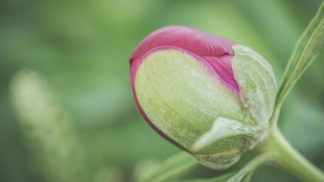 A pink flower bud, ready to burst into color and life
