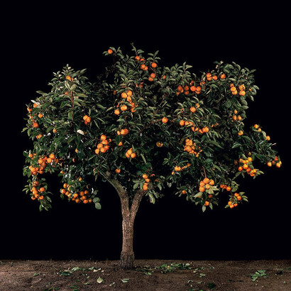 Tal Shochat, Afaresemon (Persimmon), 2011, C-print, 48.25 x 50 inches, Edition of 6
