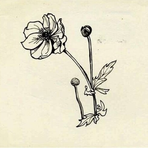 Papaveri. Sylvia Plath, disegno a penna su carta colorata, esposto per la prima volta alla mostra "Sylvia Plath" alla Mayor Gallery di Londra del 2011