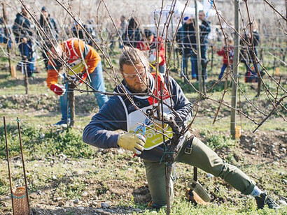 Il Festival del Potatore