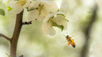 Fable of the Honey Bees
