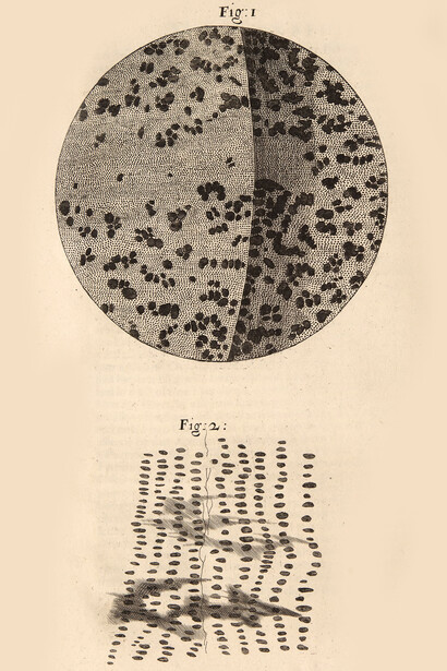 «Micrographia», esquema X