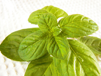 Un ciuffo di menta
