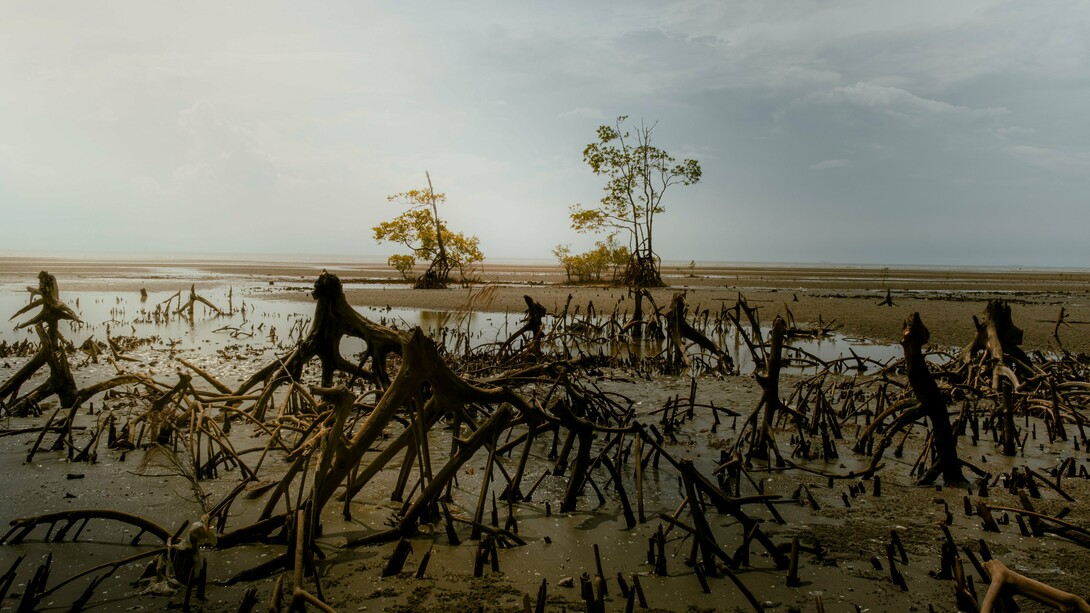 A damaged coastal landscape marked by exposed mangrove roots, reflecting the vulnerability of coastal ecosystems to changing climate conditions