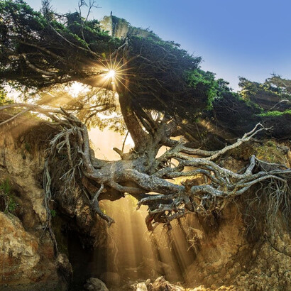 Puesta de sol detrás del Árbol de la Vida (Kalaloch), Washington, EE. UU.