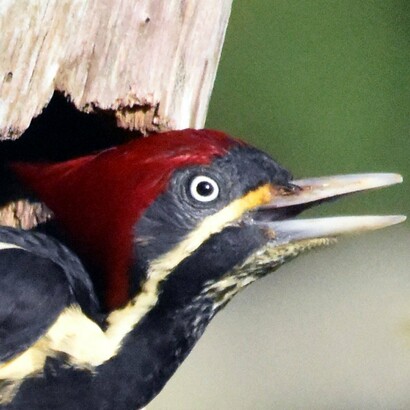 Dryocopus lineatus (pájaro carpintero), habita en los litorales atlántico y pacífico en México, Centro y sud América, hasta el norte de Argentina
