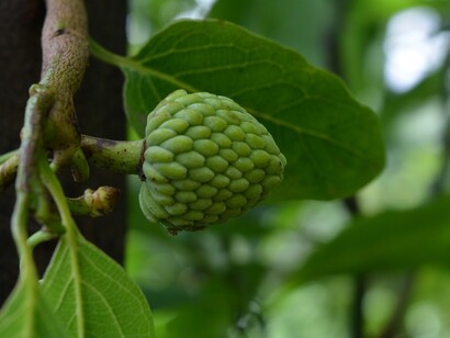 Annona Muricata (Graviola)
