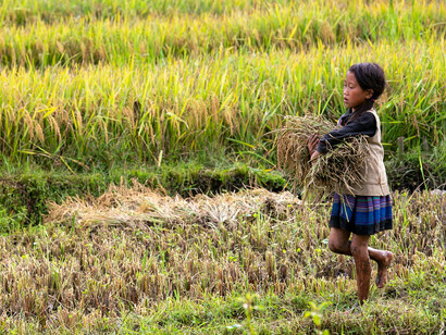 Lào Cai, Vietnam, a child harvests rice in a rural field