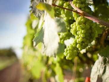 Grappolo di uva bianca: "I vini naturali sono diventati una tendenza di nicchia globale"