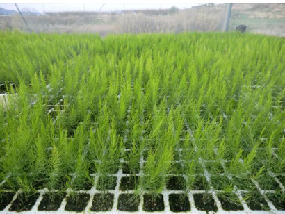 Los espárragos son recolectados a partir de turiones o tallos carnosos de la esparraguera Asparagus officinalis