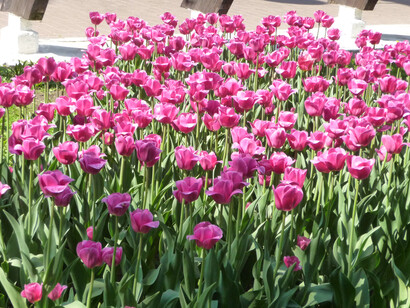  Tulipani - Foto di Simonetta Sandri