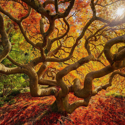 Arce palmeado en el Jardín japonés de Portland, Oregón