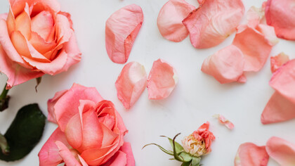 Flor cor de rosa com pétalas caídas retratando o passar do tempo