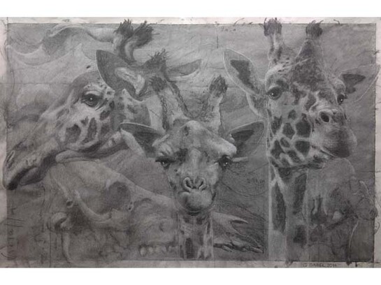 Quentin Garel, Palimpseste X (Girafe), 2014, Charcoal on Paper, 39½" x 59"