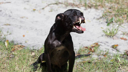 A dog without a snout