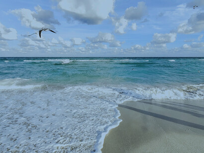 A beautiful beach on a clear day with a bird flying overhead