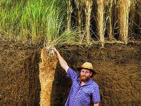 El kernza es de naturaleza perenne y desarrolla unas raíces que pueden medir hasta 6 metros