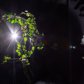 Péter Tamás Halász, planƎt, exhibition view. Courtesy of acb Gallery