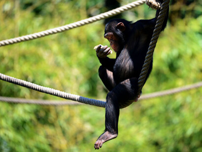 Some researchers have started teaching chimpanzees sign language