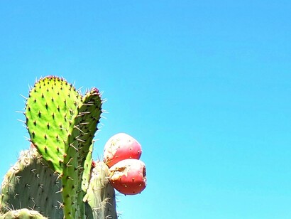 Cactus