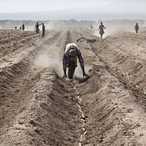 Alfredo Bini, Land Grabbing or Land to Investors?