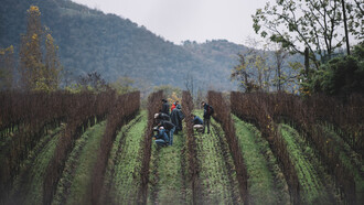 Scuola di Potatura Simonit & Sirch in Franciacorta