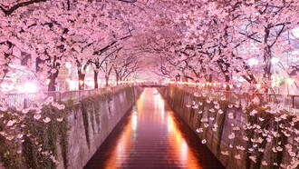 El cerezo en flor (sakura), uno de los símbolos de la cultura japonesa y motivo recurrente de la poesía nipona