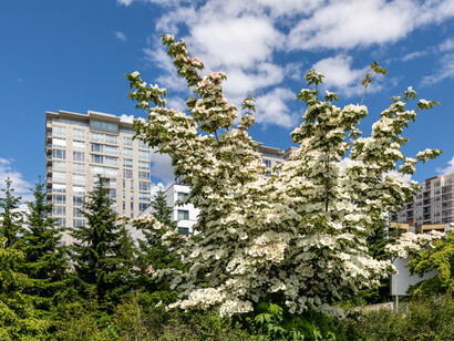 Localizado no coração de Seattle, Washington, o Olympic Sculpture Park oferece obras de arte incríveis em um ambiente ao ar livre com vista para a baía de Elliott, sendo uma das principais atrações culturais dos Estados Unidos