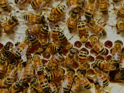 Abelhas em sua colméia