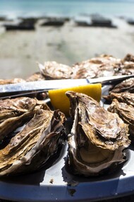 Oysters from New Zealand