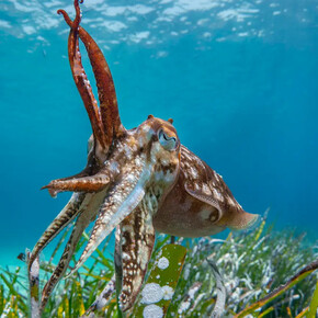 Wildlife photographer of the year, artwork in exhibition. Courtesy of the Australian National Maritime Museum