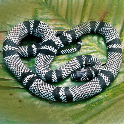 La falsa coral de nariz manchada «Erythrolamprus bizona». Foto: Alejandro Solórzano