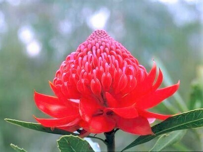 Waratah