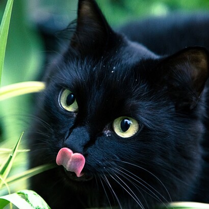 Il gatto nero, da secoli, porta con sé il peso di una superstizione che lo trasforma ingiustamente in presagio di sventura, quando invece incarna mistero, eleganza e indipendenza