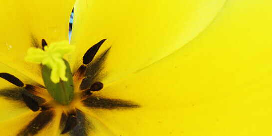 Alive Flora, Light, and Water in the Seattle Landscape. Courtesy of Frye