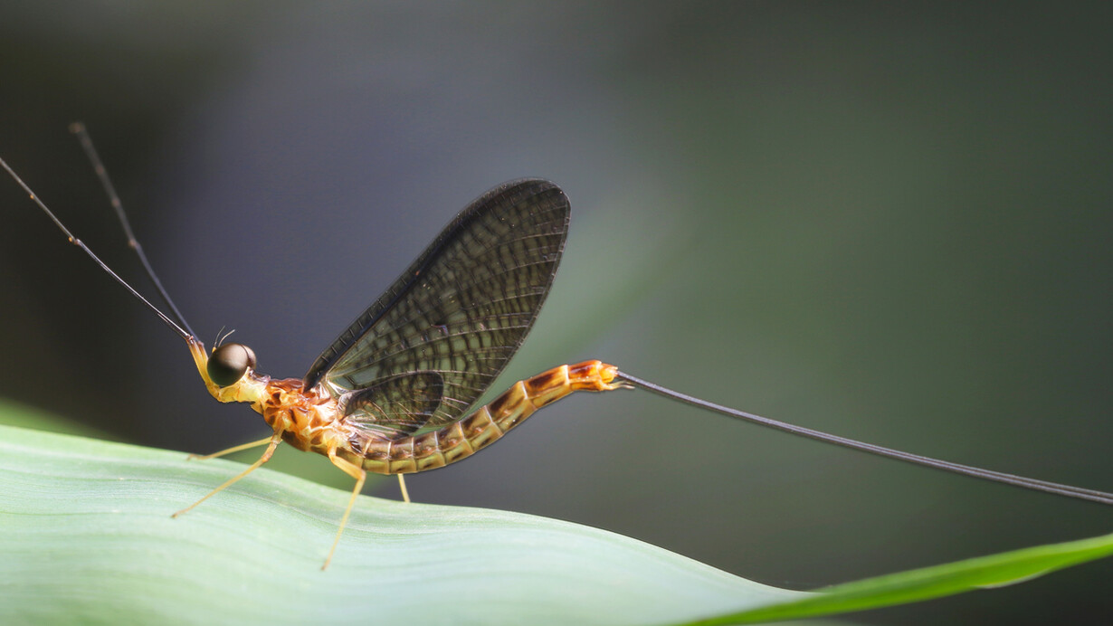 When they mate, aquatic insects like the mayfly can mistake solar panels for the surface of water, and fail to reproduce