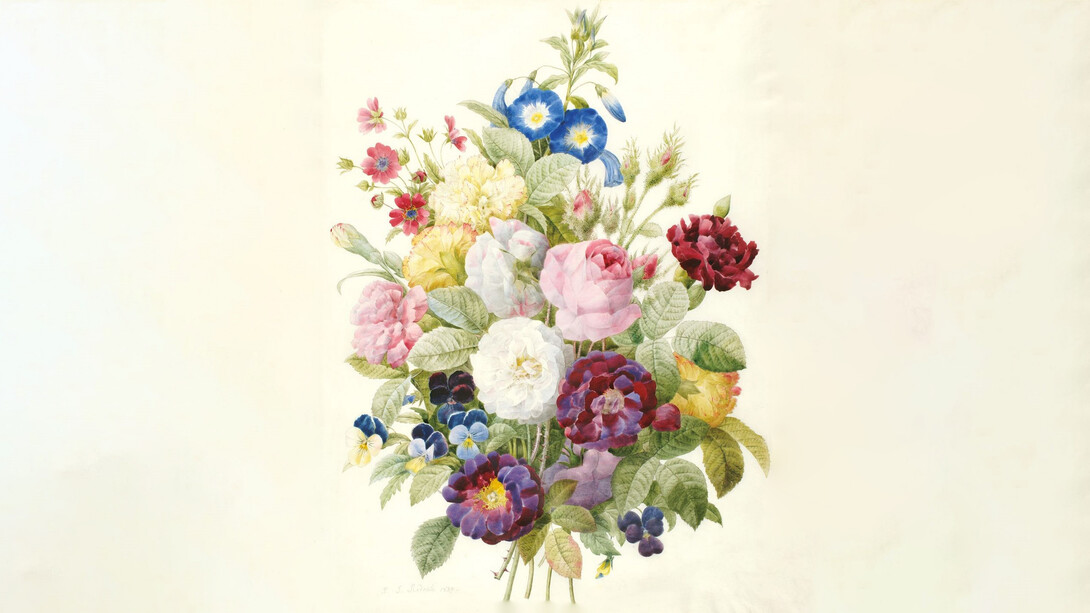 Illustrazione botanica di Pierre-Joseph Redouté