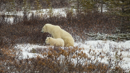 Orsi polari a Churchill, Manitoba