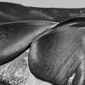 Sebastião Salgado. Courtesy of Sundaram Tagore Gallery