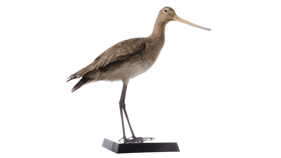 Birds. Courtesy of Tadas Ivanauskas Zoological Museum