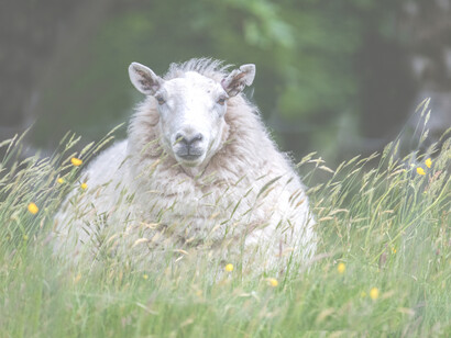 Outstanding in His Field, ph. M. Stillwater