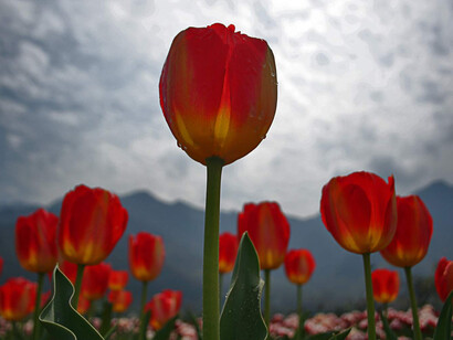 Red tulips