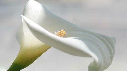 Elogio dell’onestà