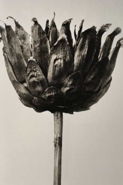 Karl Blossfeldt. Courtesy of Museo Thyssen-Bornemisza