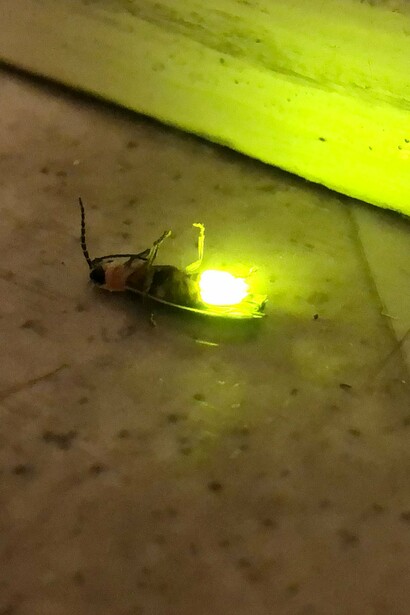 Luciérnaga (Photinus pyralis) moribunda