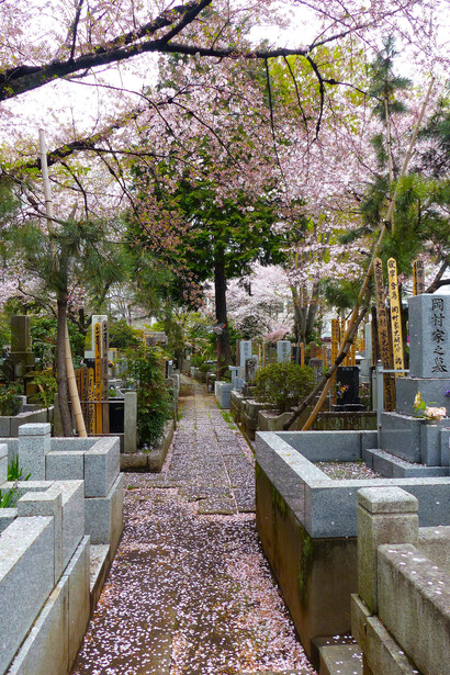 Pasillo un cementerio de Tokio, Japón cubierto de flores de cerezo. Fotografía: Felipe Sérvulo