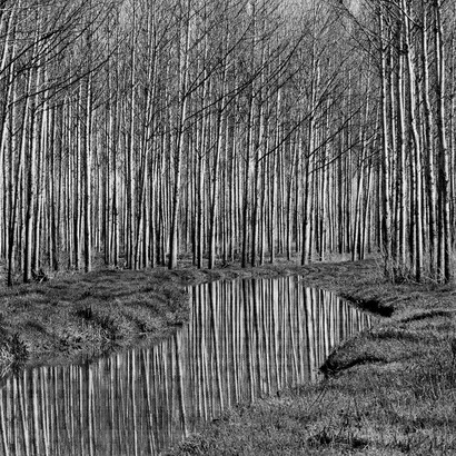 Massimo D'Amato, “Padule di Fucecchio”, autunno 1994, stampa da negativo