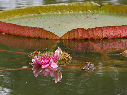Victoria amazónica desplegada y crecida