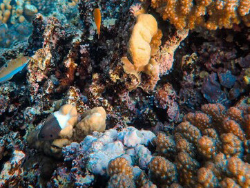 Moluscos en su habitat natural, los filos más grandes del reino animal